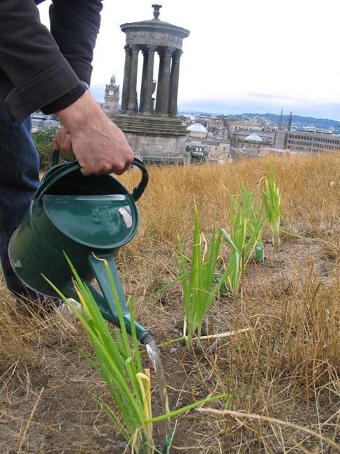 Festival Proposals (planting vegetables)