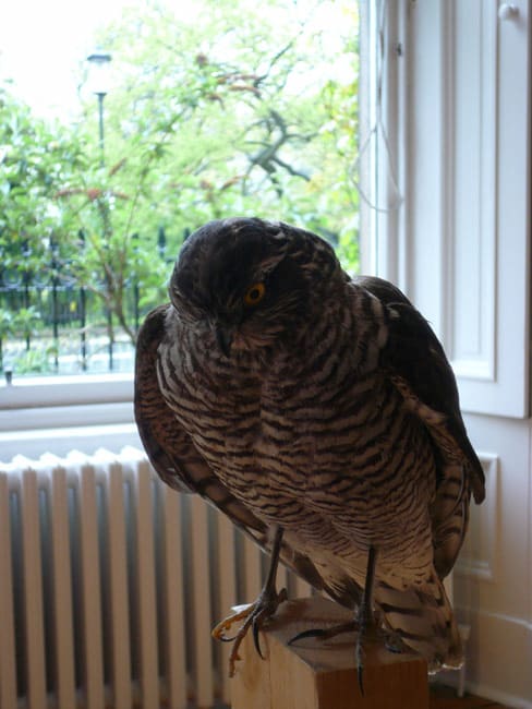 Fence VIII (Detail) 2003-2007 Harris Hawk, found pallet wood
