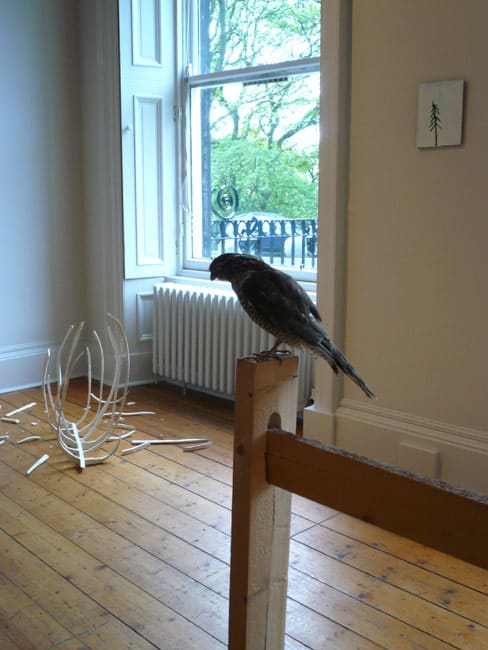 Carcasses (left), Fence VIII (foreground) and Fir Tree (right) 2001-2007, 2003-2007,2003