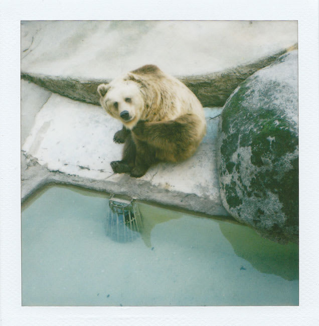 Zoo Polaroids (Barcelona) - Bear I 2008 polaroid photograph 7.9 x 7.6 cm (image size) / 31 x 23.5 cm framed