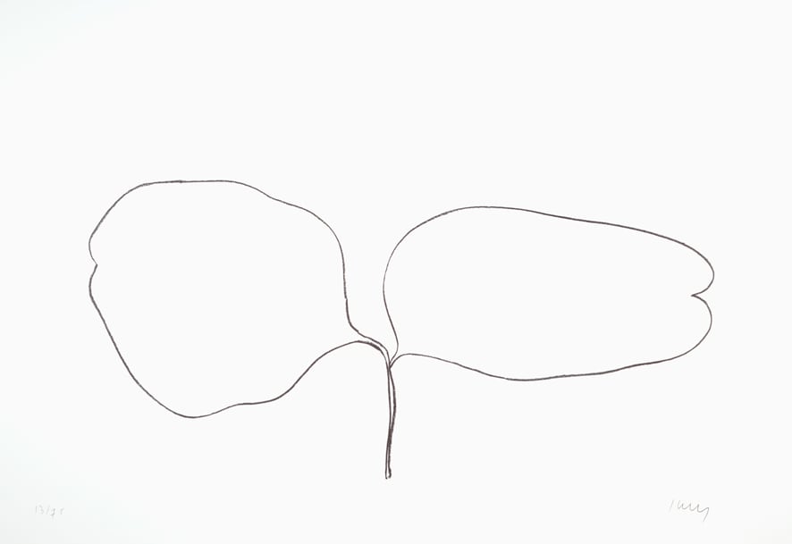 Locust (Acacia) 1965-66 Lithograph on Rives BFK paper | Edition of 75 61 x 89.9 cm paper size