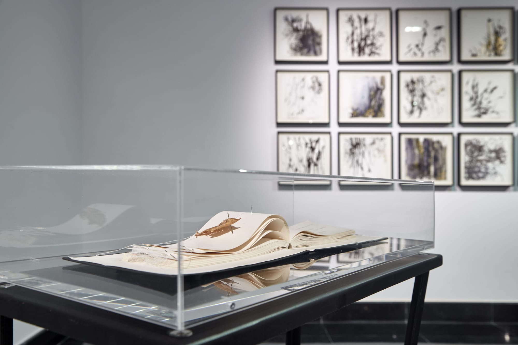 The song of the tree