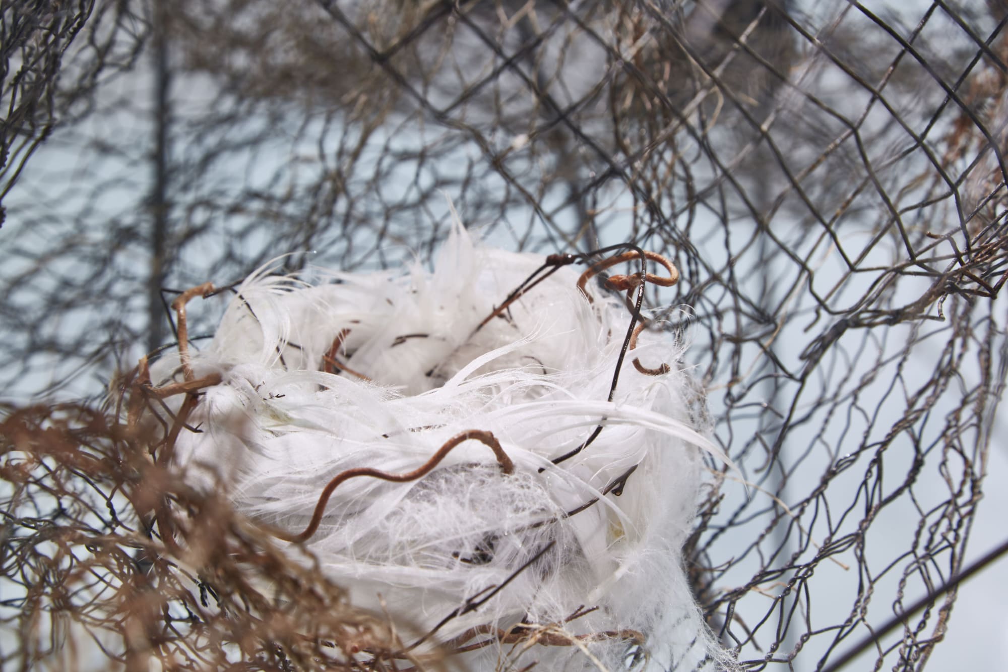 The song of the tree