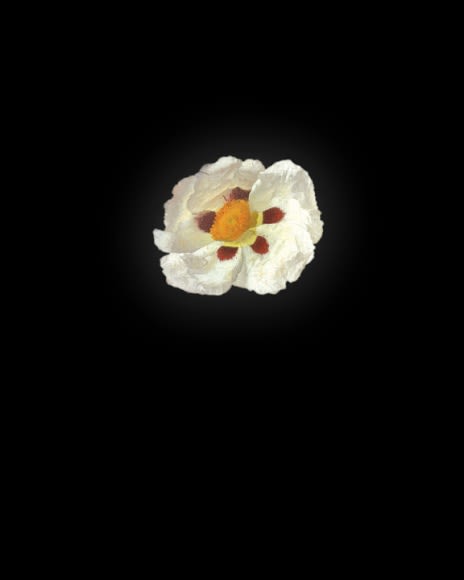 Rob and Nick Carter Cistus after Rachel Ruysch, 2013 cibachrome print 11 x 9 inches edition of 12