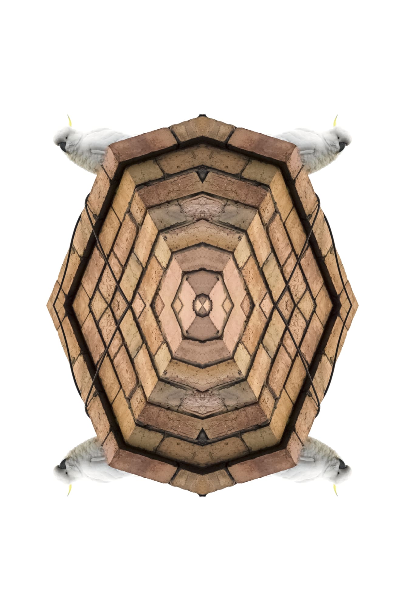 Kent Morris, Sulphur-Crested Cockatoo, 2017