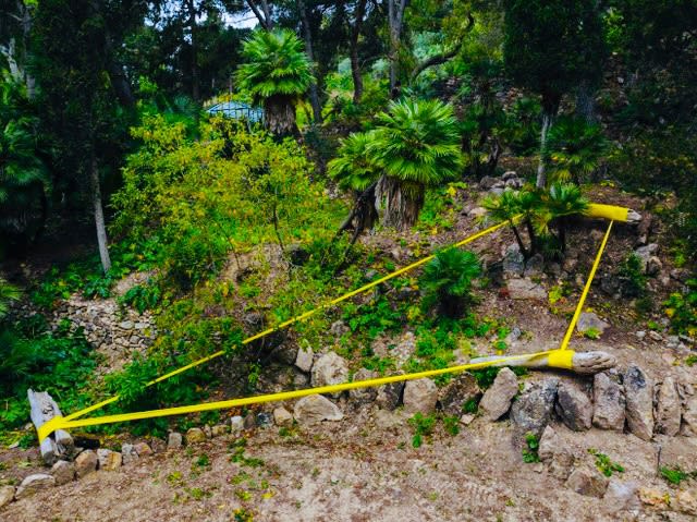 Joseph La Piana, Frequency , Driftwood Tension Sculpture, 2024