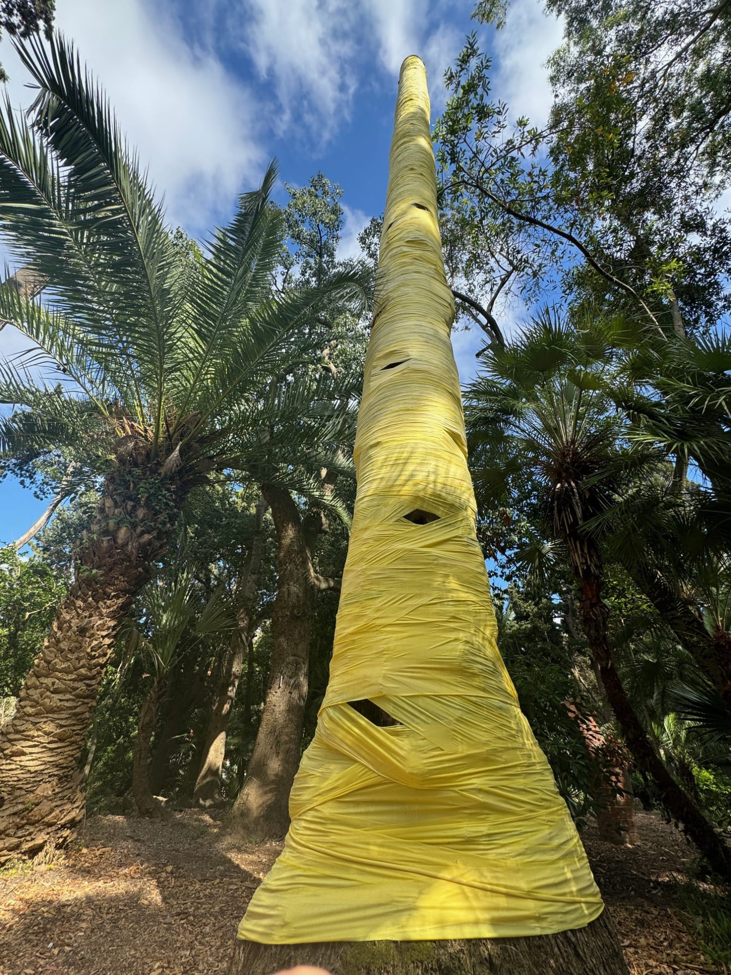 Joseph La Piana, Frequency, Jubia Wrap Palm, 2024