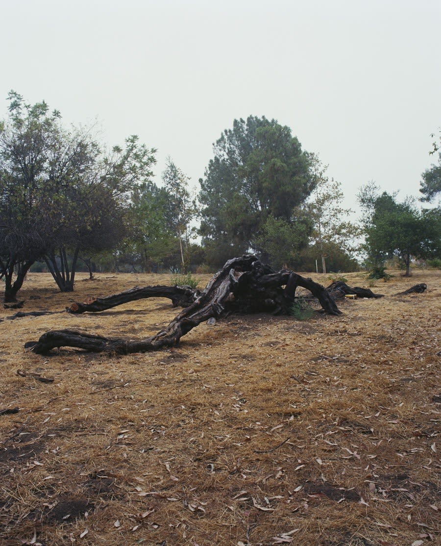 Melanie Schiff, The Mirror