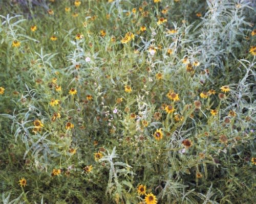 Flowers III 2010 digital C-Print 24x30in (61x76.2cm)