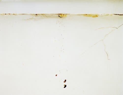 Spider & Eggs 2010 digital c-print 20 x 30 in (61x76.2cm)