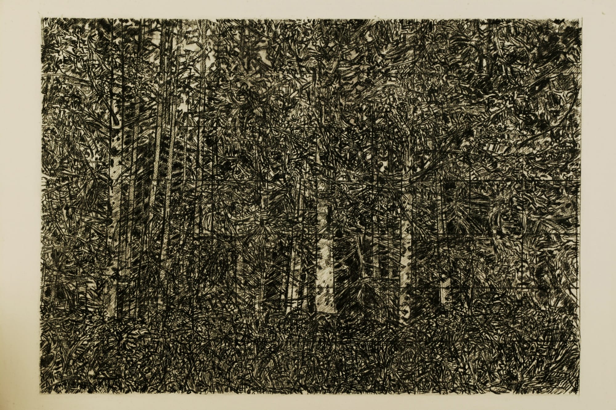 The Wild Wild Wood (Crime Scene #74), charcoal on paper, 2004