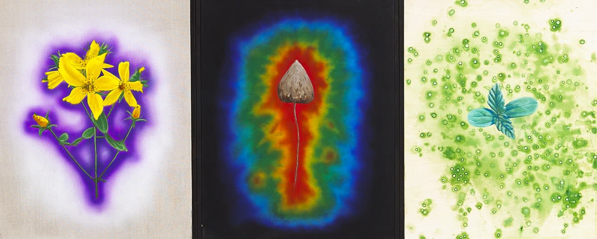 NEVAN LAHART, COLMCILLE's HERB GARDEN: NO PLANT IS ILLEGAL, 2016