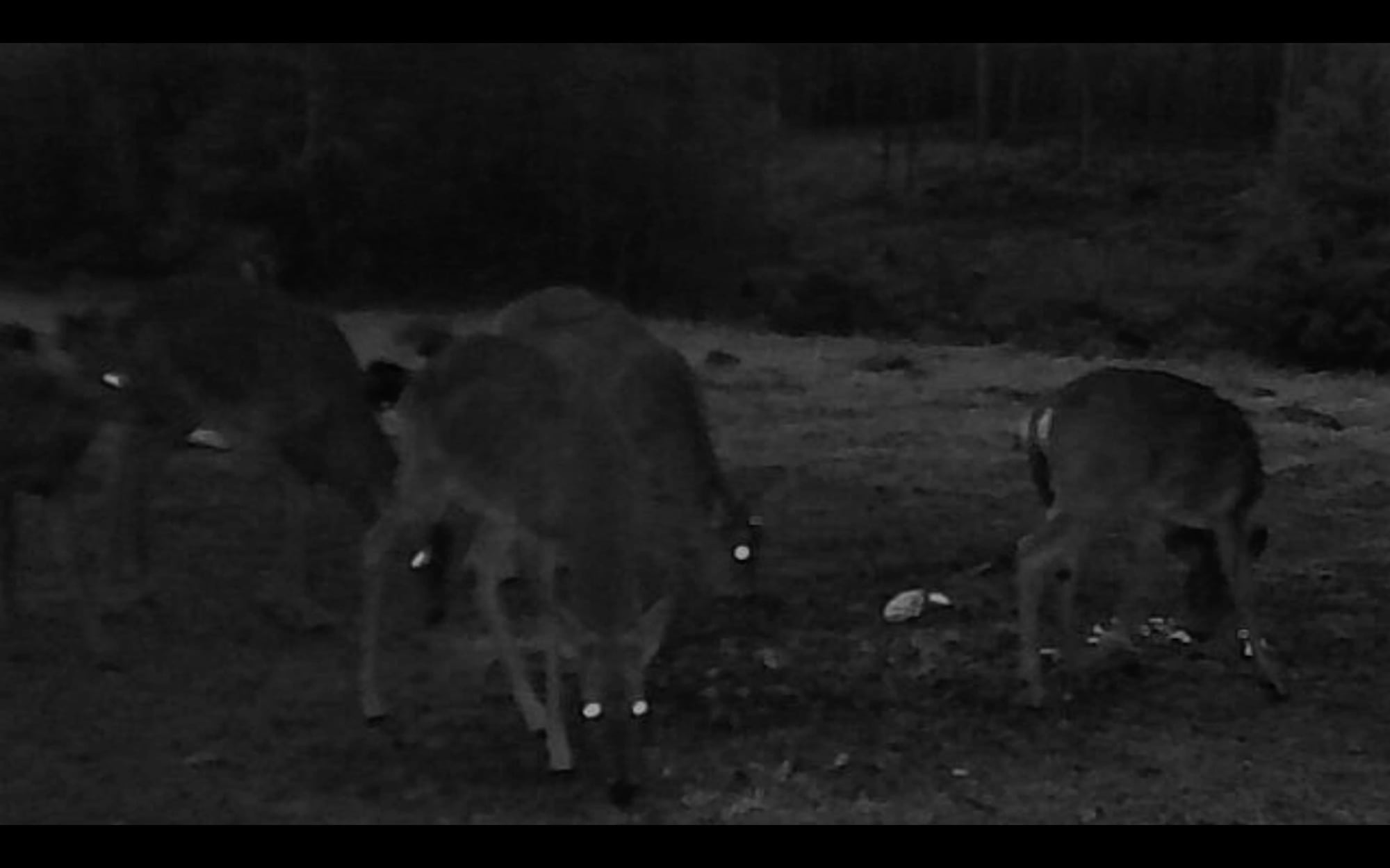 Tzu-Ching (Sophie) Hu