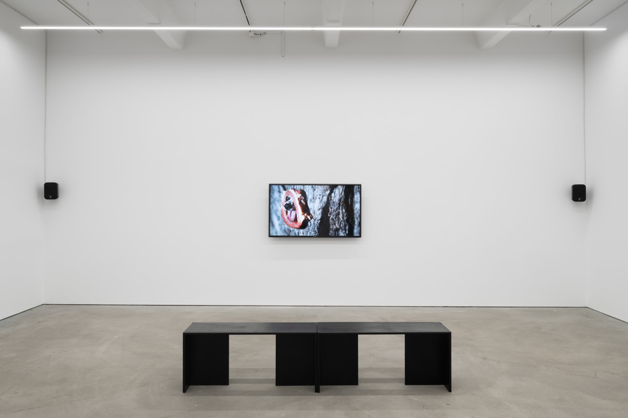 Hound, exhibition view, Kraupa–Tuskany Zeidler, Berlin, 2023