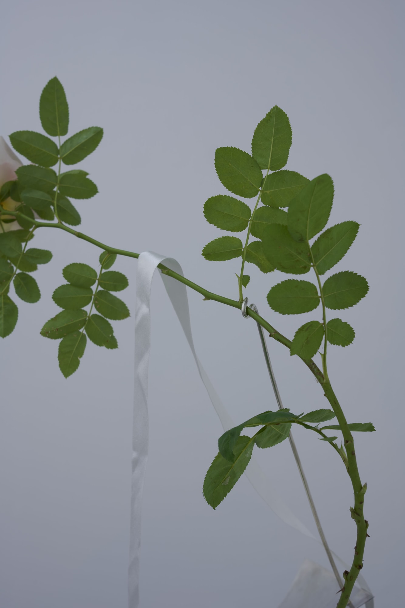 Beautiful Bride in the City