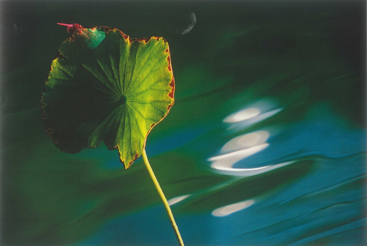 Leo K. K. Wong, Quiet Observation, 2001