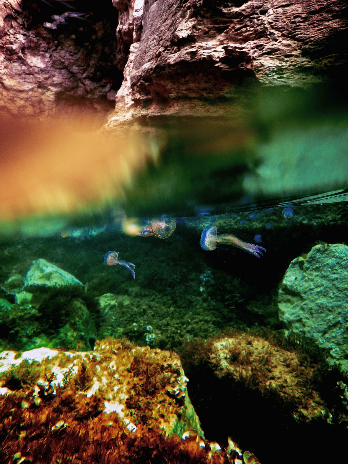 Kate Bellm Jellyfish Going Places, 2014Printed on Hahnemühle Rag Photo Paper70 x 50 cmEdition 1 of 5 plus 2 AP