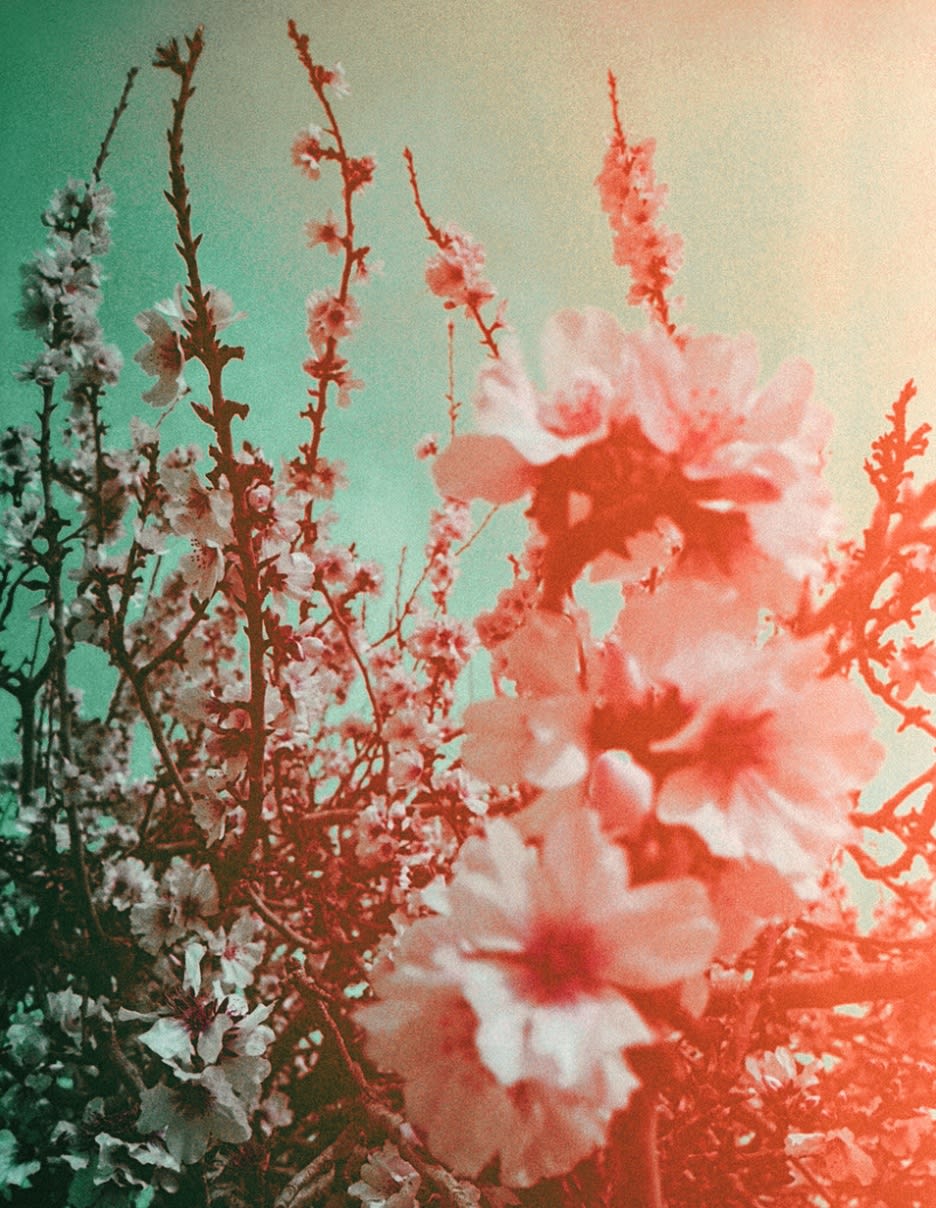 Almond Blossom, 2017 Printed on Hahnemühle Rag Paper 34 x 44 cm Edition 1 of 5 plus 2 AP (KB 107)