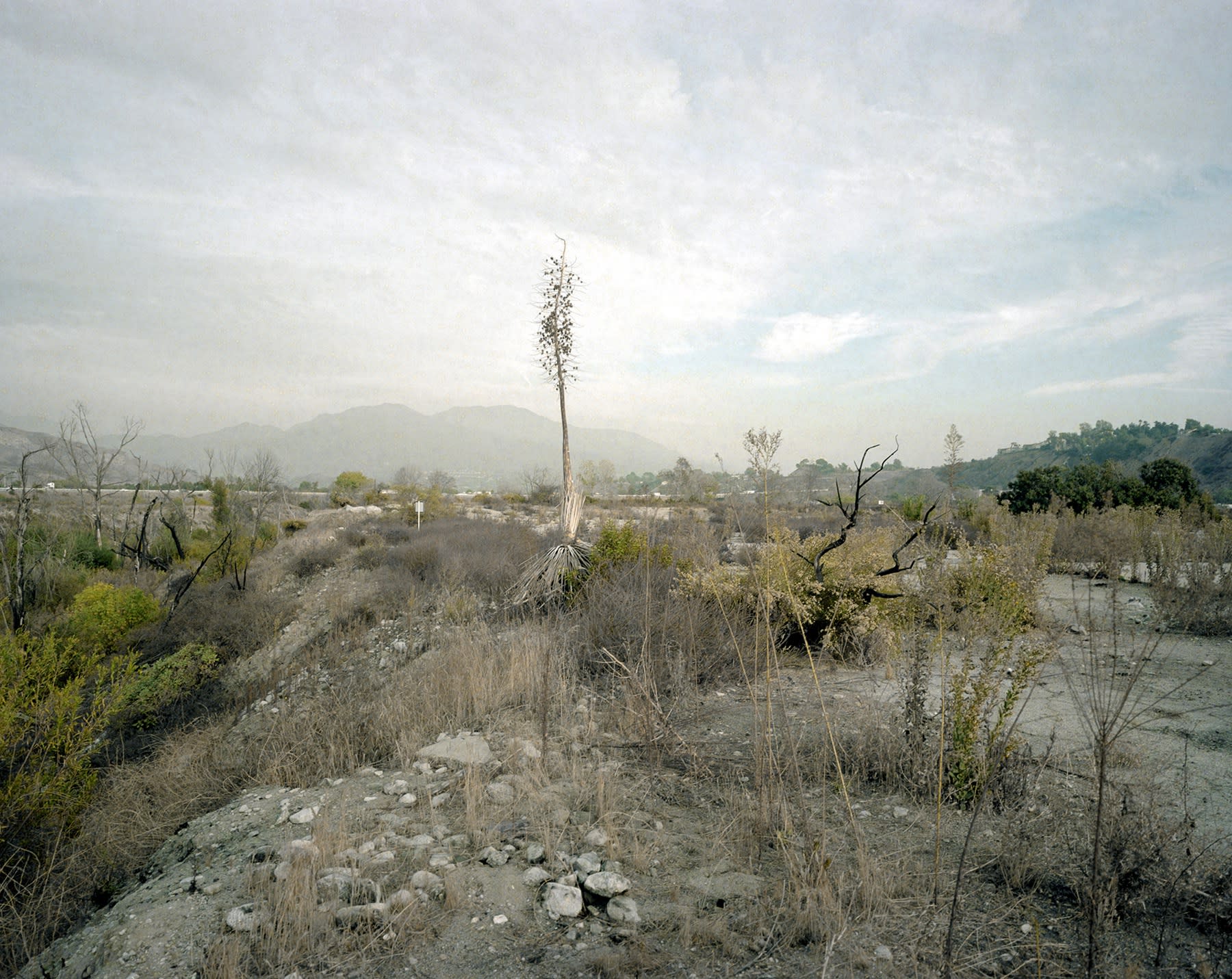 Mark Ruwedel, Selections from Four Ecologies