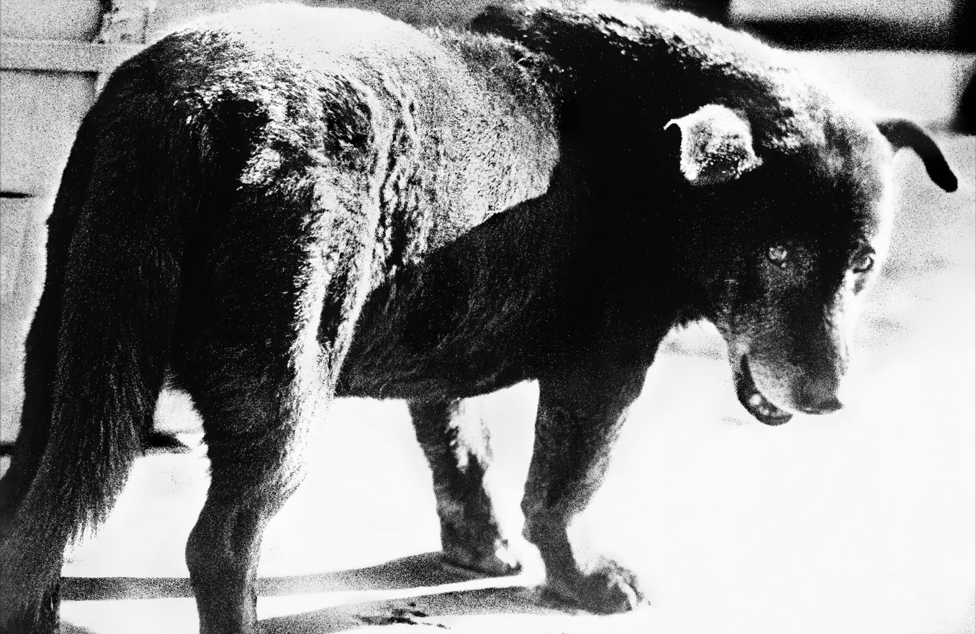 Classic Daido by Daido Moriyama