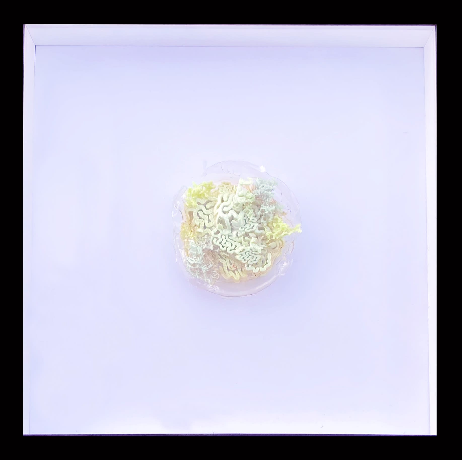 SNEŽANA SARASWATI PETROVIĆ White on White-Inception, 2023