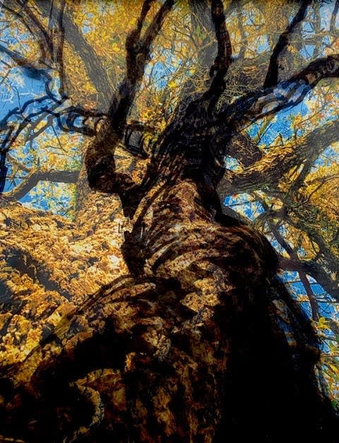 Jeanne Dunn, Before and After - 2019