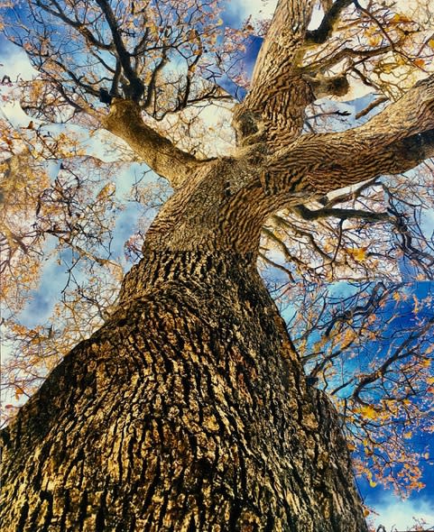 Jeanne Dunn, Giants In The Earth - 2019