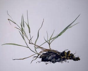 Andrea Bersaglieri, Slacker - 2019