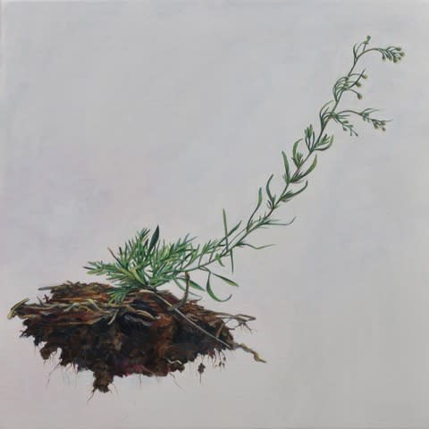 Andrea Bersaglieri, Soil Saucer - 2017