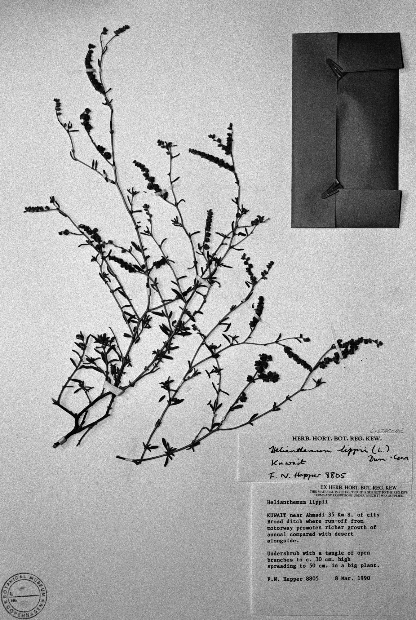 But Still Tomorrow Builds into My Face