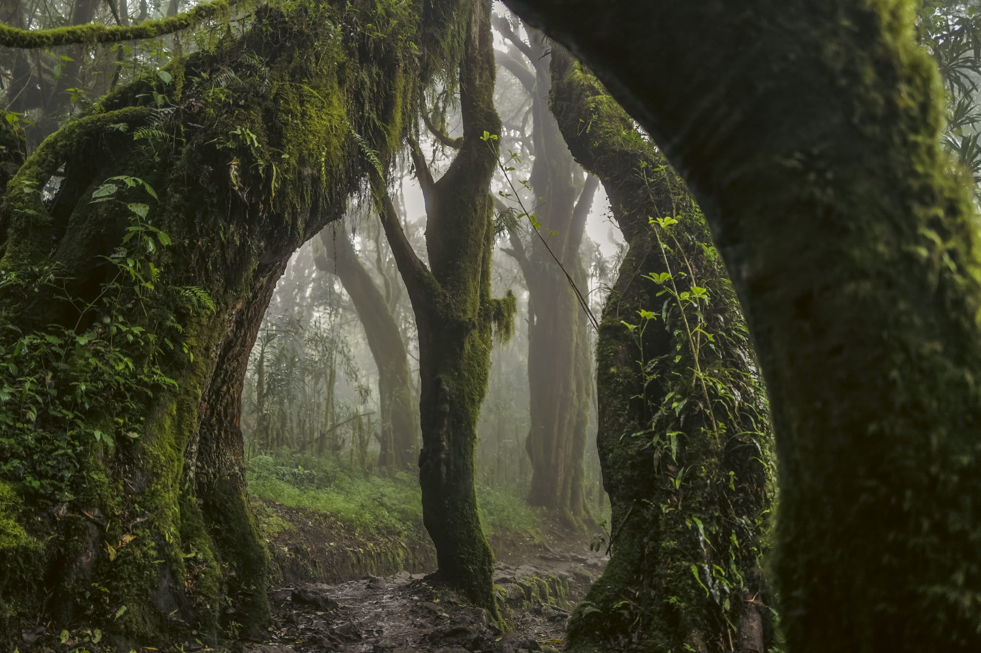 Omar Al Gurg Everyman's Mountain: Forest – 001 , 2021 Archival print on cotton rag 83.3 x 125 cm 32 3/4 x 49 1/4 in Edition of 3 + 2 AP's