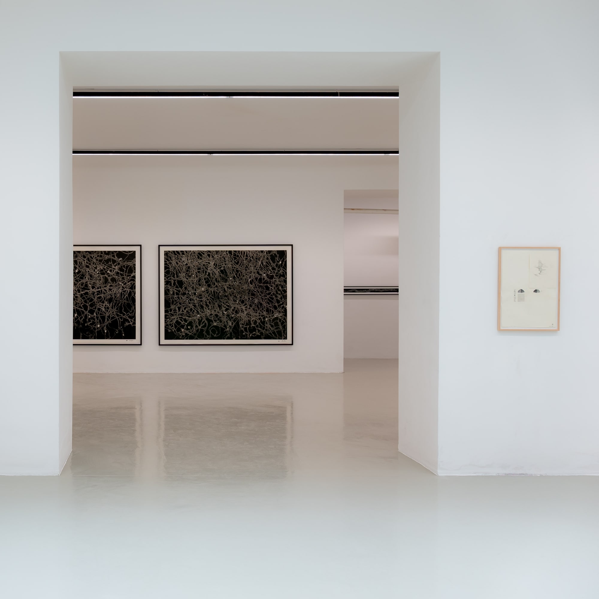 Maximilian Prüfer | Brut