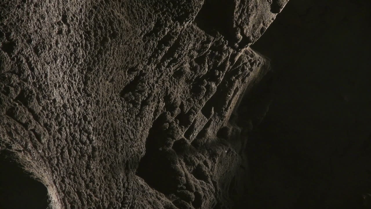 Bernd Behr, Akeley Inside the Elephant, 2014, HD Video, colour, sound, 6' 25" looped