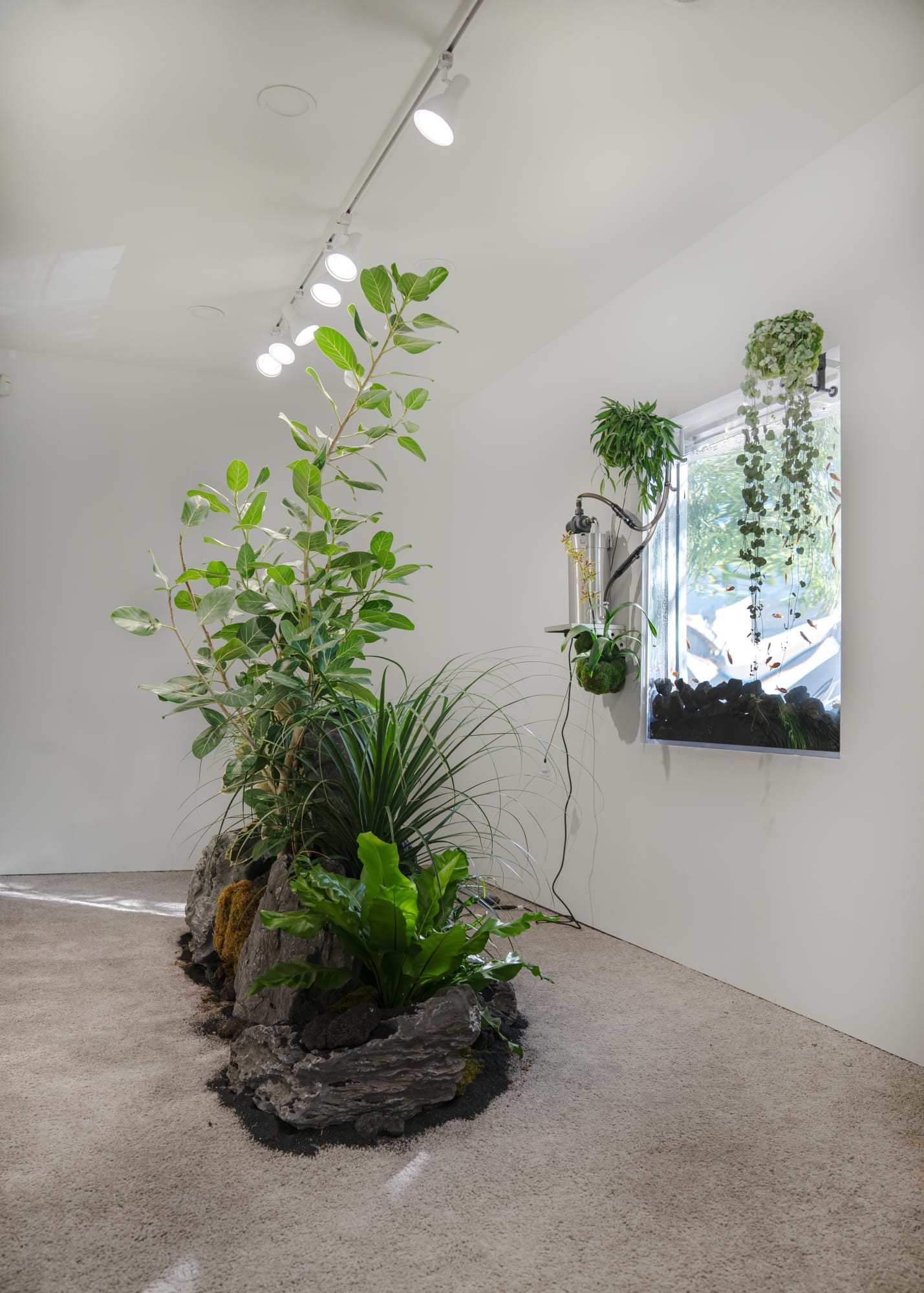 Jiahao Peng: Hollywoood Aquarium Store