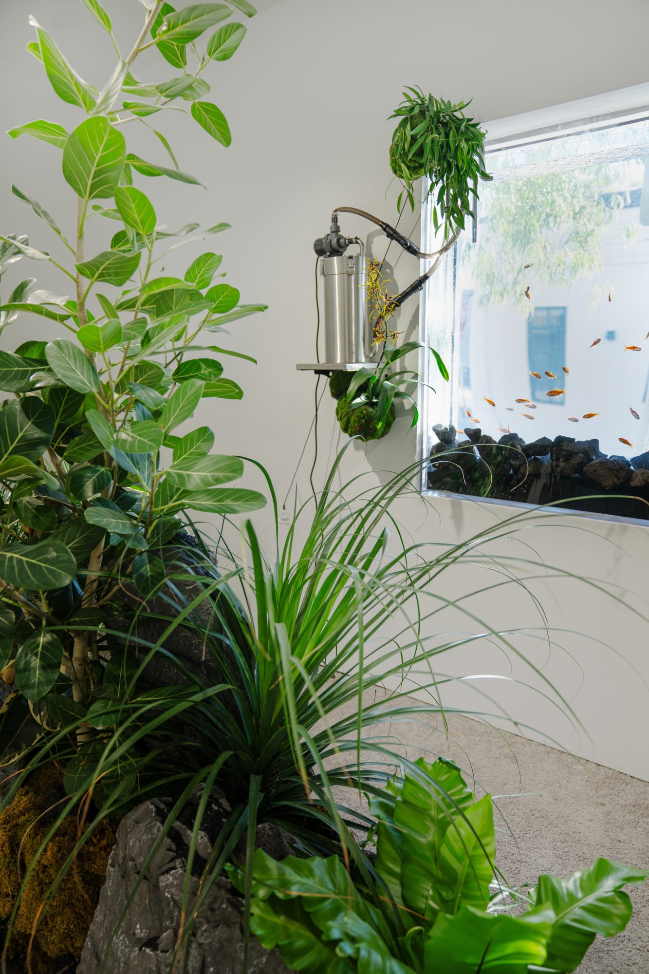 Jiahao Peng: Hollywoood Aquarium Store