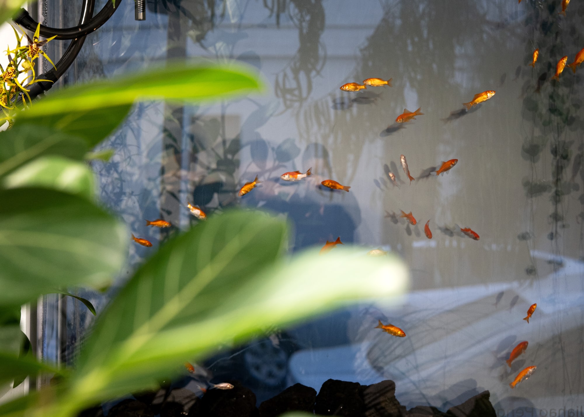 Jiahao Peng: Hollywoood Aquarium Store