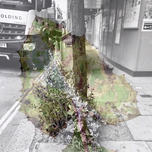 Wildflowers of London