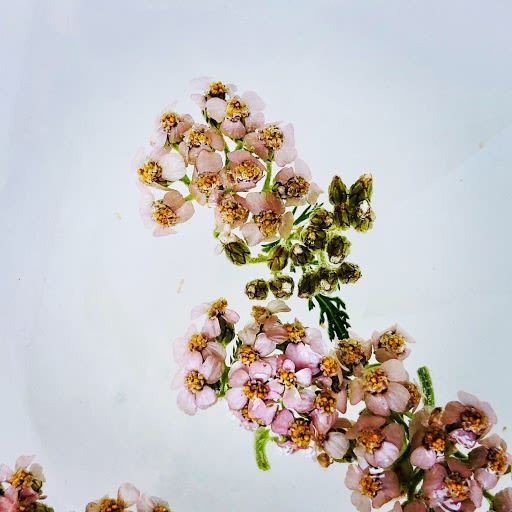 Wildflowers of London