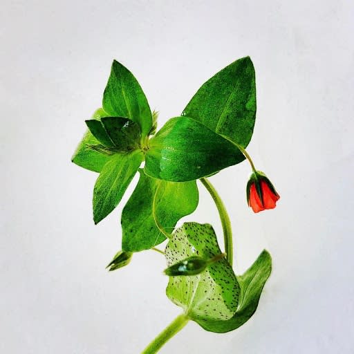 Wildflowers of London