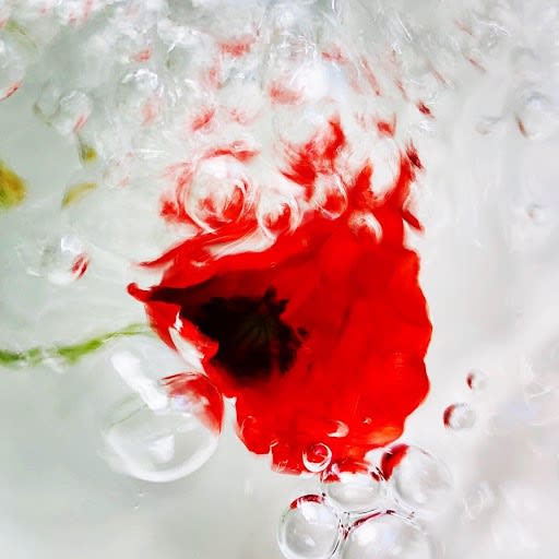 Wildflowers of London