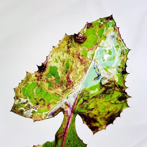 Wildflowers of London