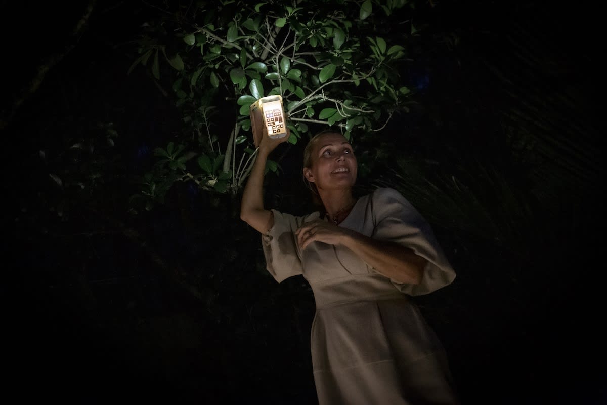 Another star of the night was the Karaka tree (corynocarpus laevigatus).