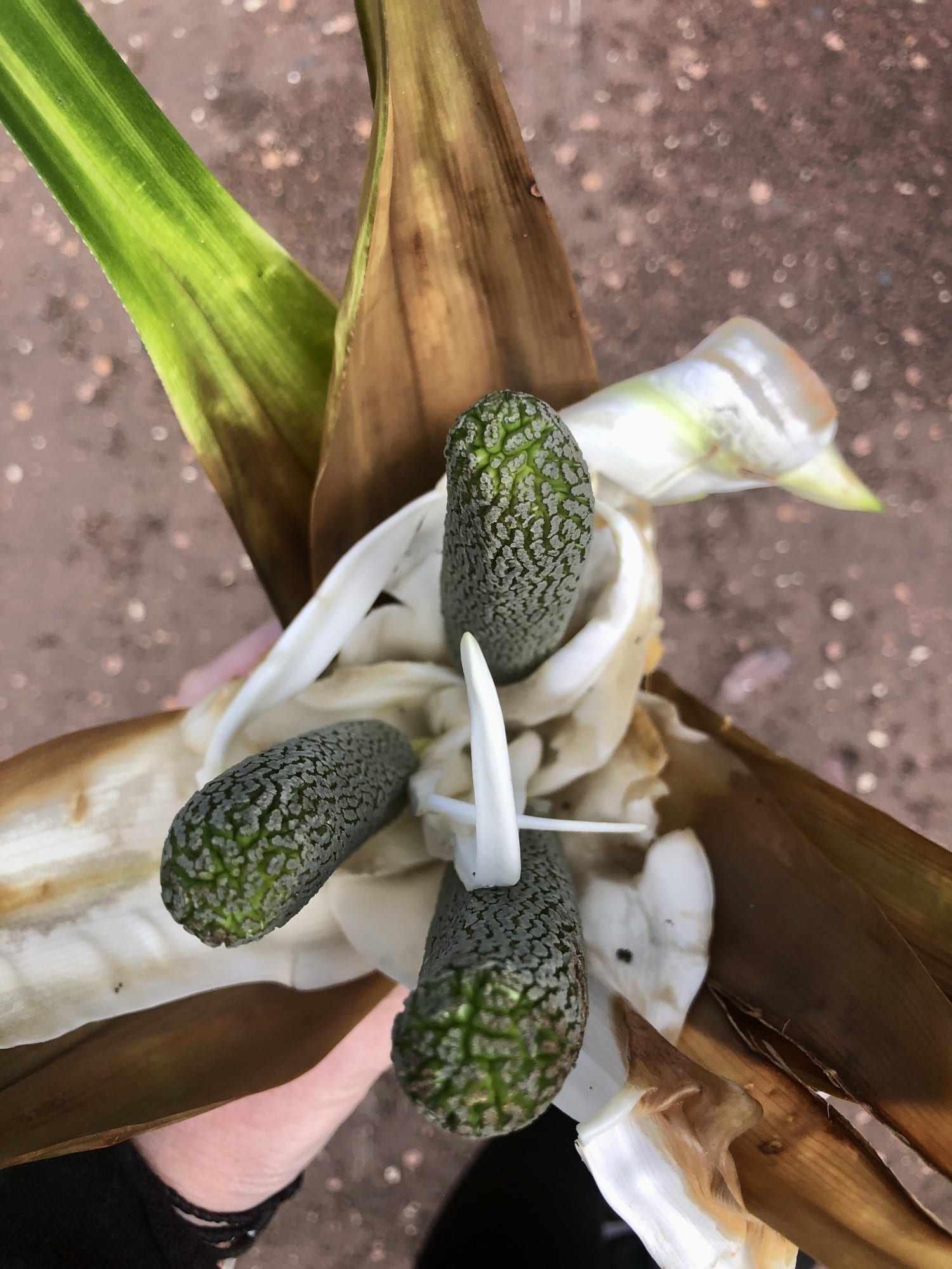 GastroGeography x Auckland Central