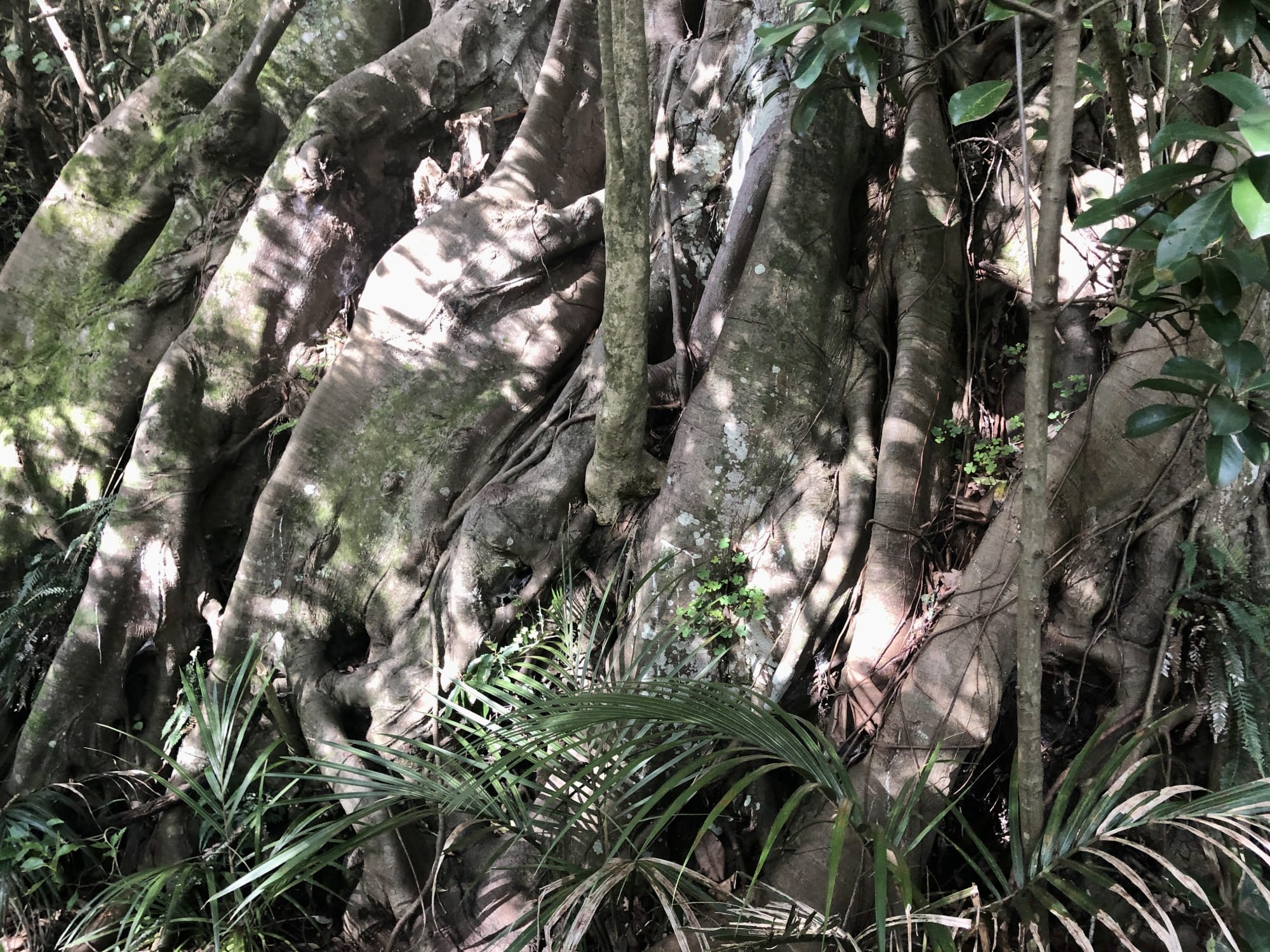 GastroGeography x Auckland Central