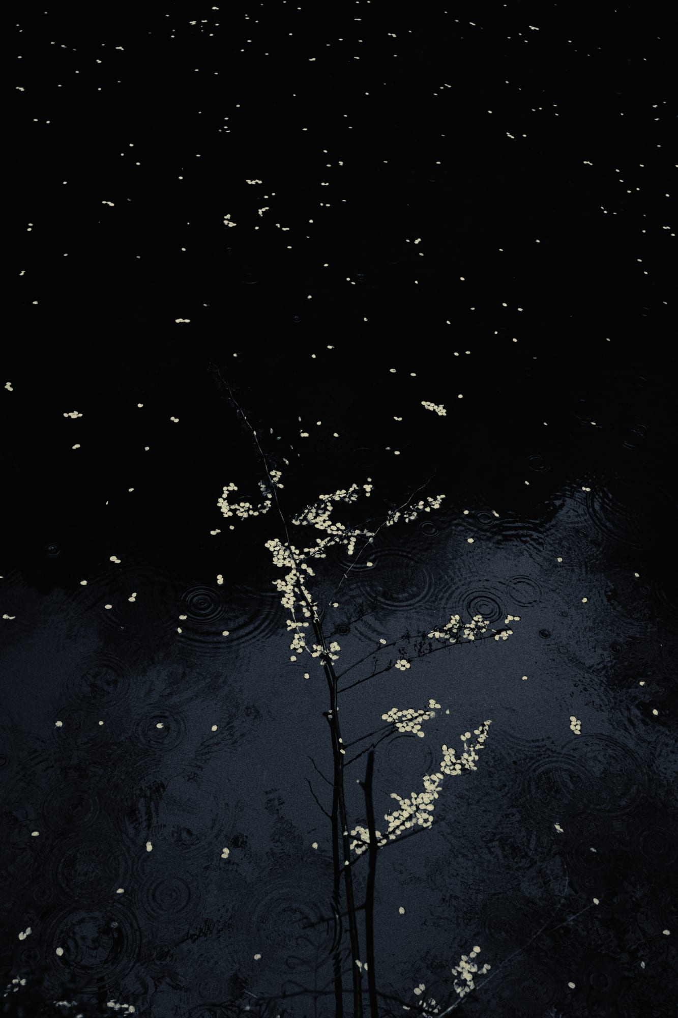 Albarrán Cabrera, The Mouth of Krishna, #371, 2015