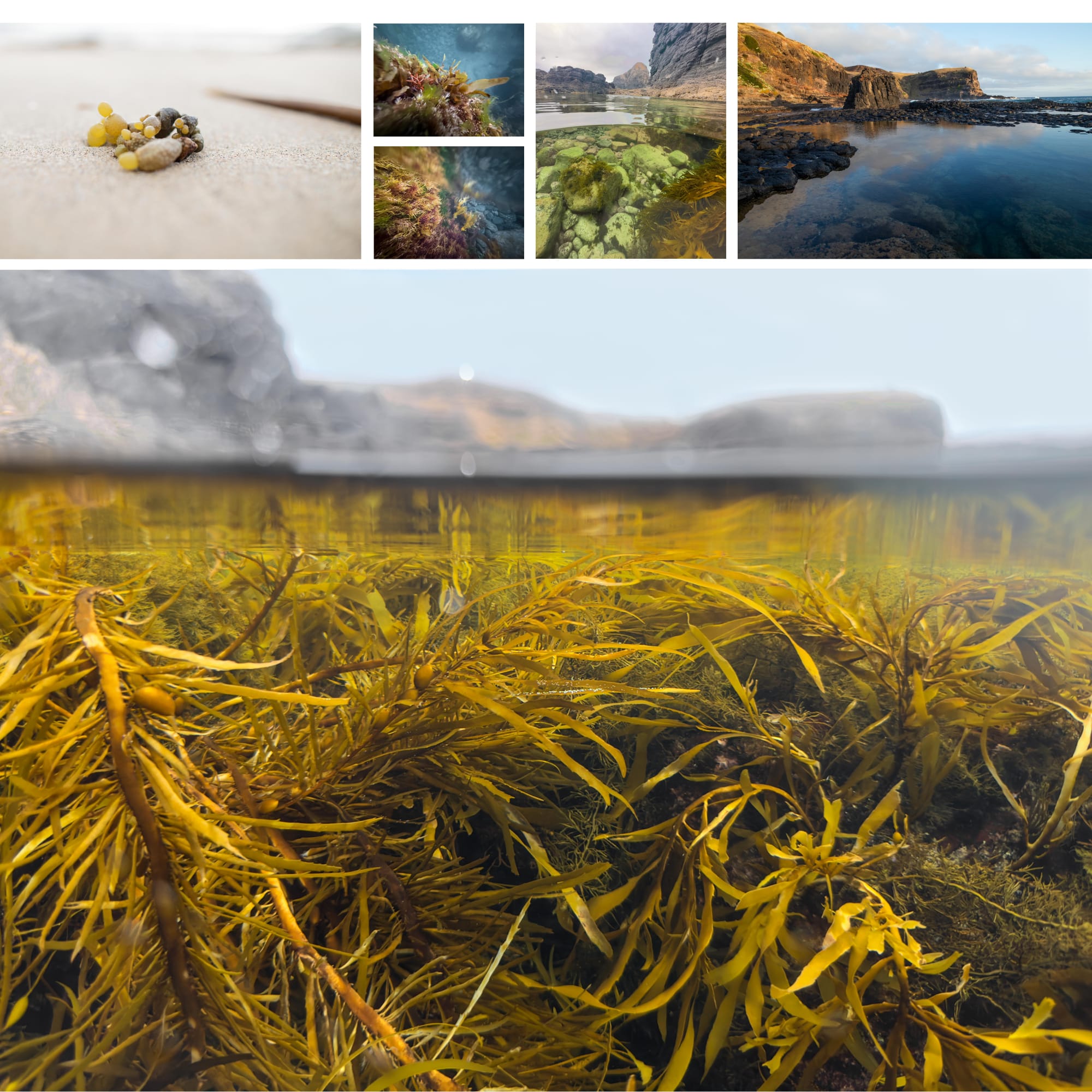 Bracken - multimedia exhibition Noa Smith Fletcher and Lionel Lauch