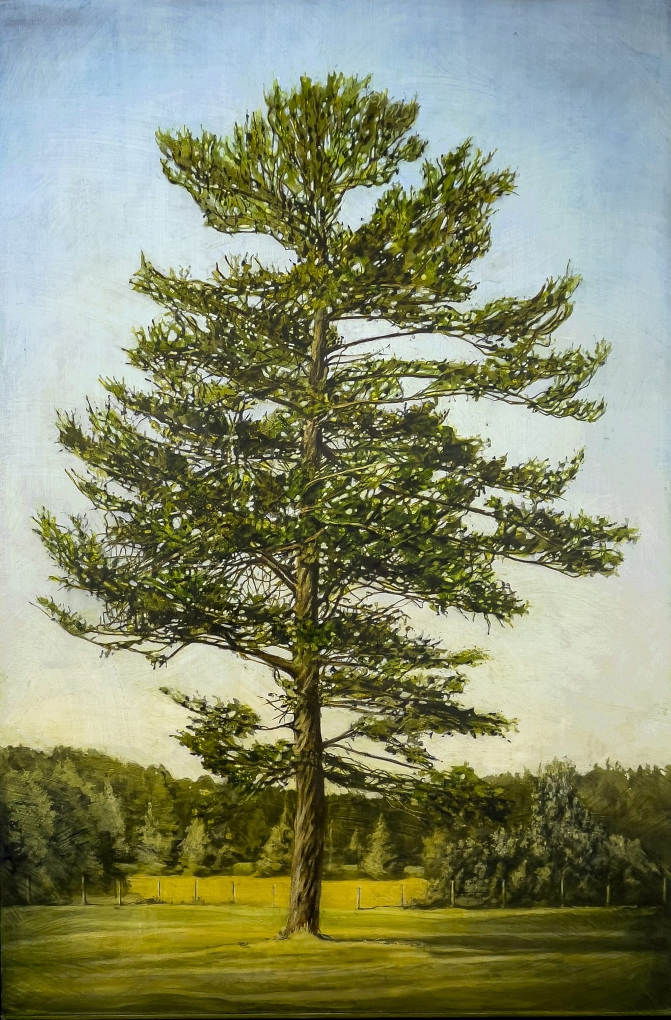 king's pine with field by stephen hutchings