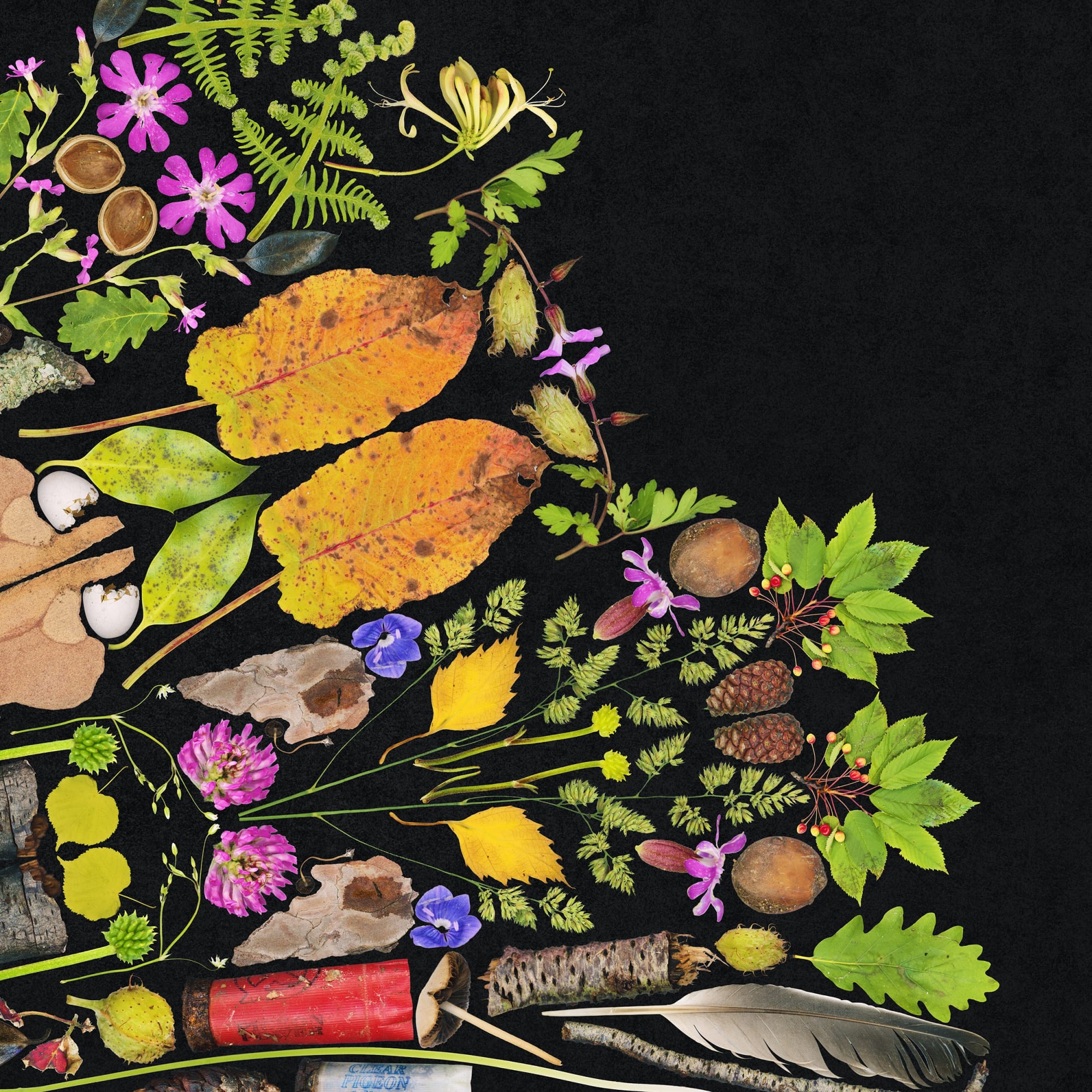 Ancient Woodland, Image detail