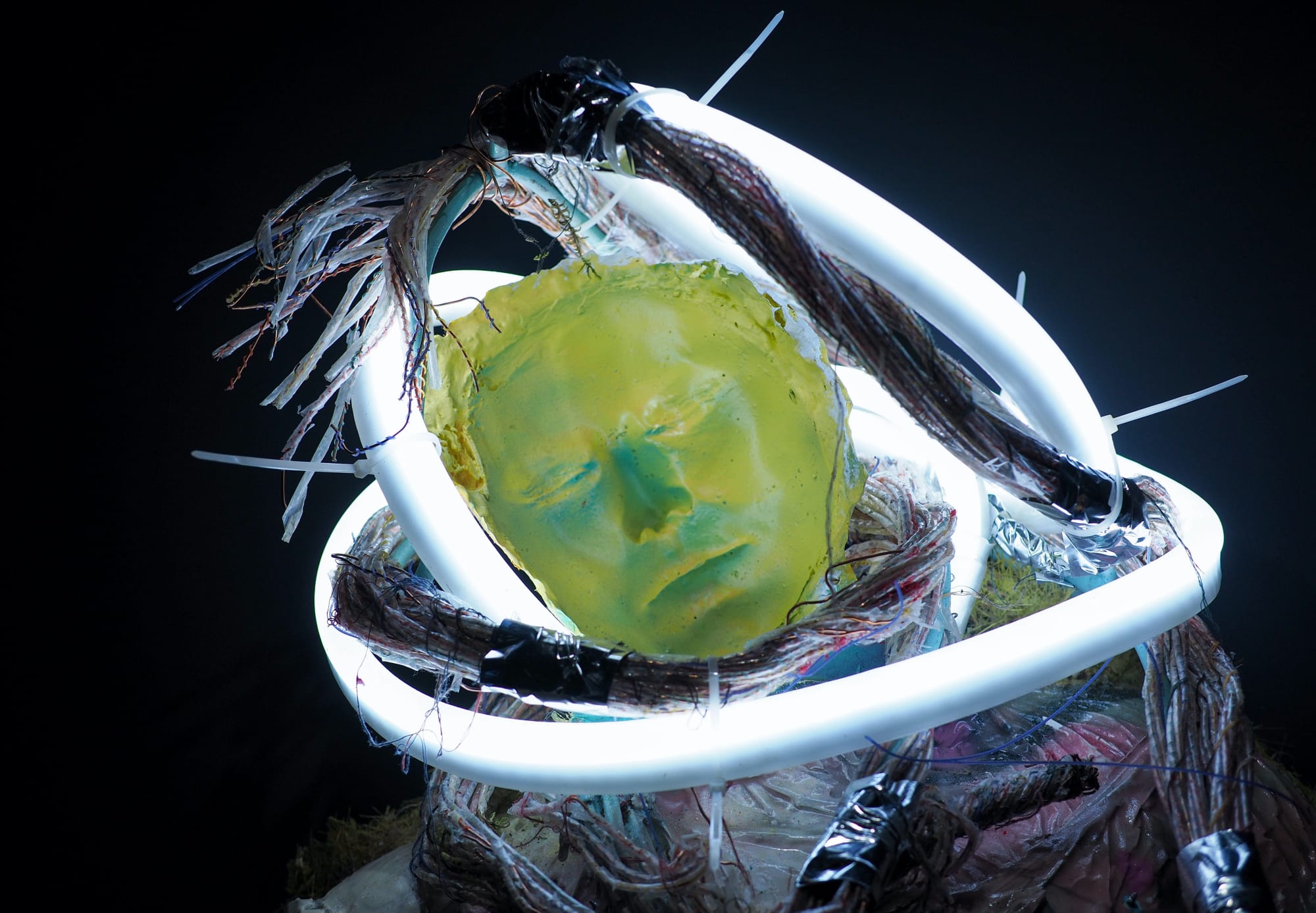 Life in the Lonely Wood