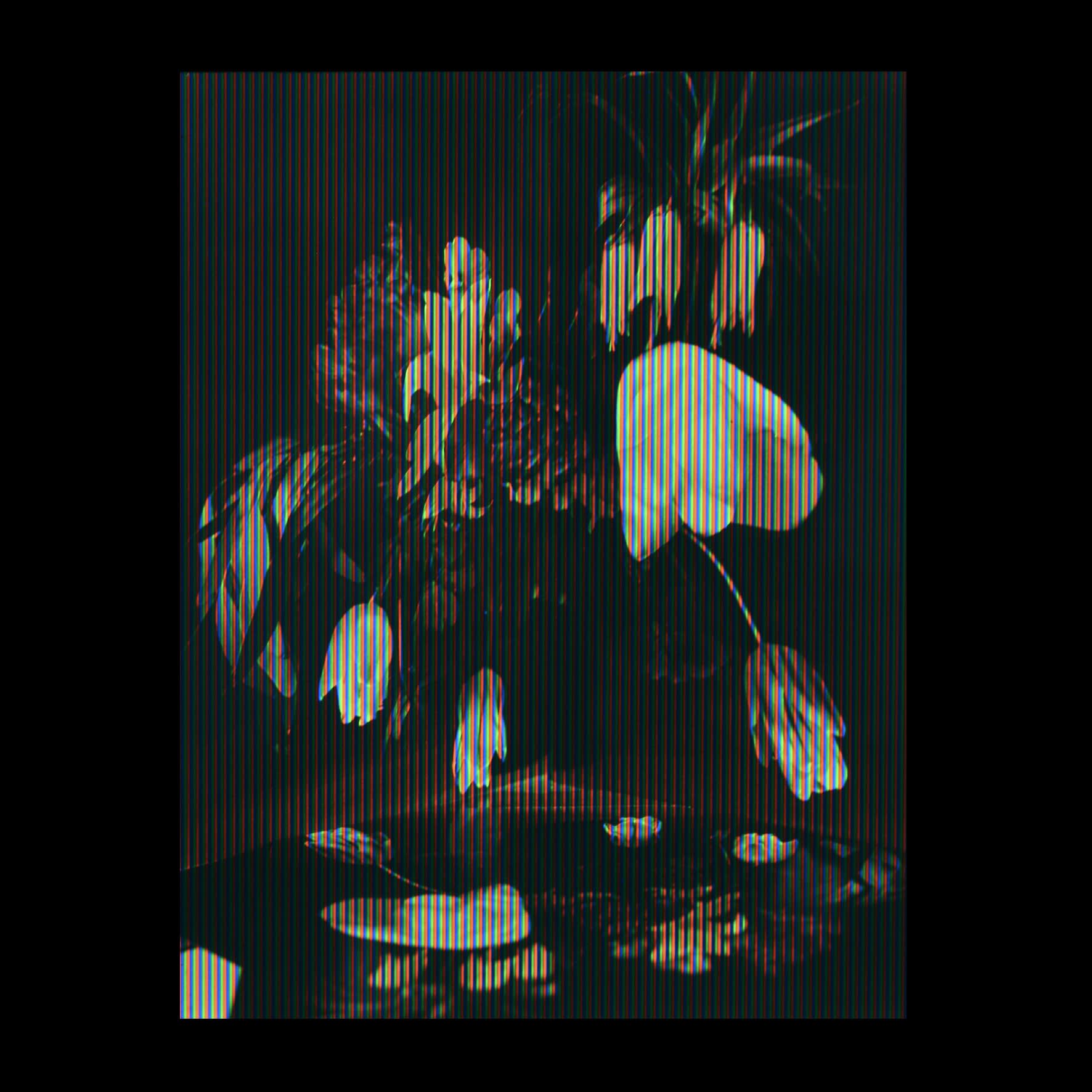 Sharon Corr not Sharon Core would Runaway with you Mr Fritillaria, 2021